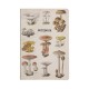 Notesbog - A5 - Vintage Mushrooms